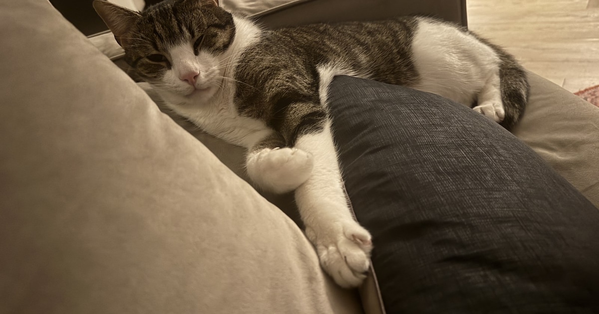 Heb jij Loki of Chip gezien? Deze twee huisdieren worden in Papendrecht vermist