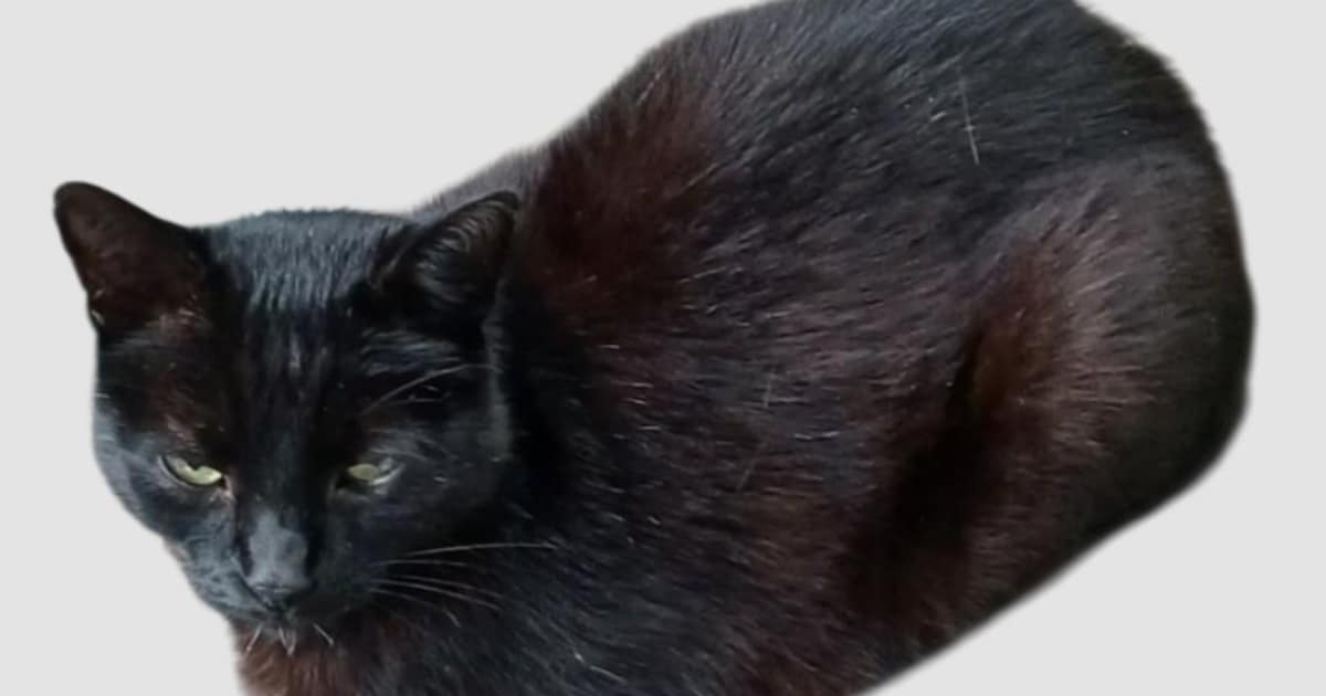 Heb jij Silver of Sieb gezien? Deze twee huisdieren worden in Westland vermist