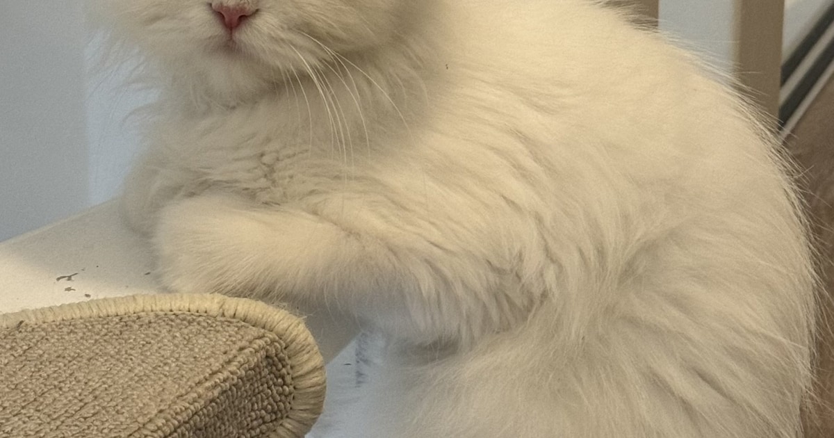 Heb jij Luna of Bella gezien? Deze twee huisdieren worden in Kerkrade vermist