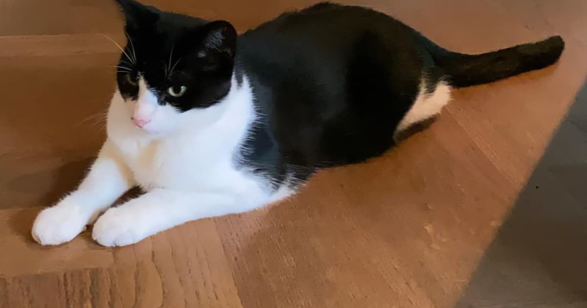 Heb jij Willem gezien? Dit huisdier wordt in Heiloo vermist