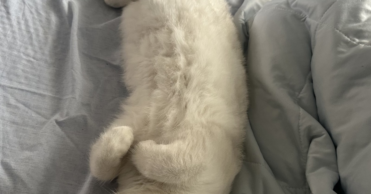 Heb jij Bars, Momo of Pixel gezien? Deze drie huisdieren worden in Maastricht vermist