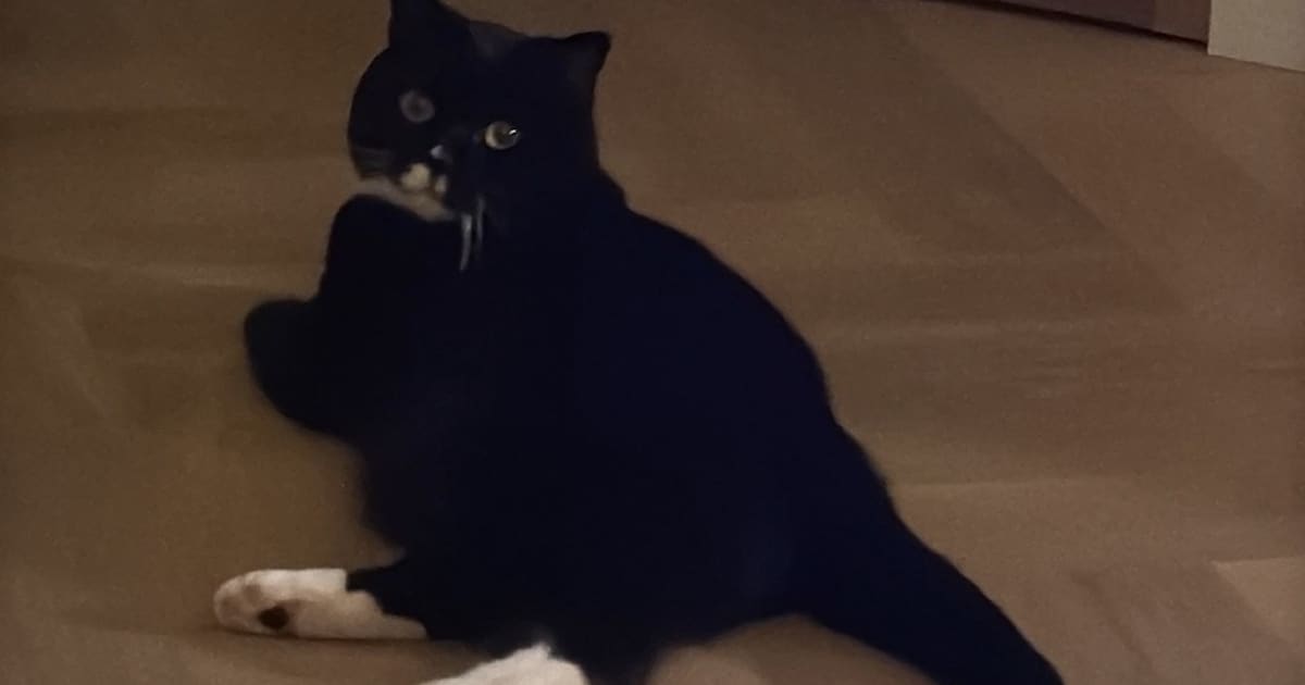 Heb jij Karamel of Storm gezien? Deze twee huisdieren worden in Bloemendaal vermist