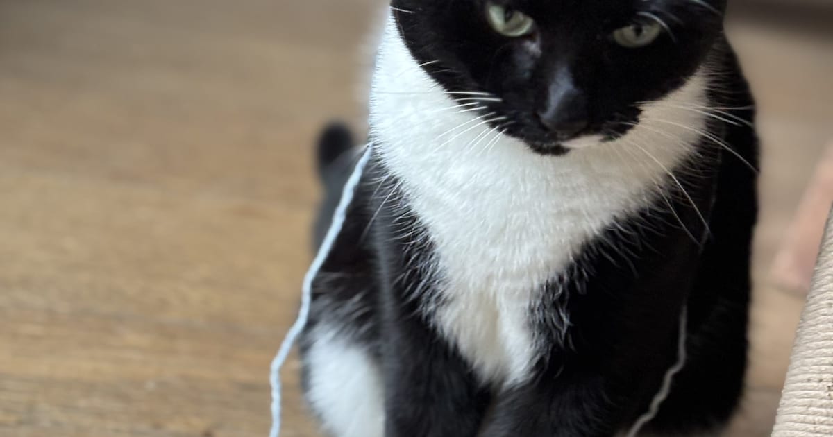 Heb jij Rocket of Balou gezien? Deze twee huisdieren worden in Echt-Susteren vermist