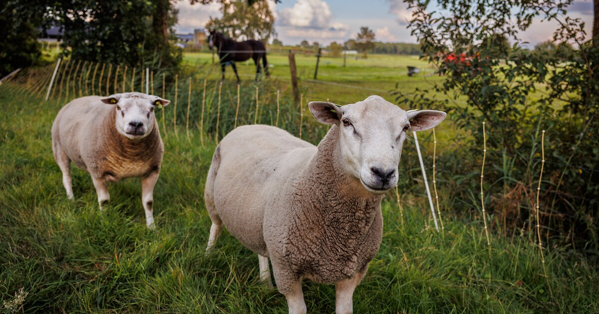 Gevreesde schapenziekte verspreidt zich snel in West Maas en Waal: deze week twee nieuwe gevallen