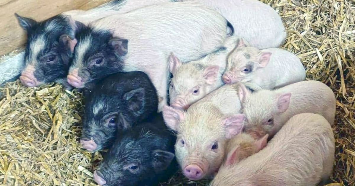 Zeven biggetjes geboren in Dantumadiel