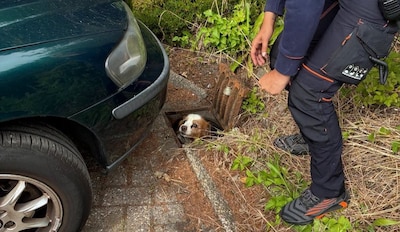 Baasje slaat alarm om vermiste hond, dierenambulance vindt dier op opmerkelijke plek vlak bij huis