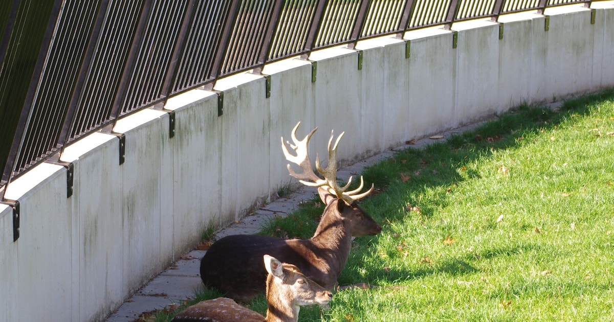 Kerkrade neemt extra maatregelen tegen overlast in Stadspark