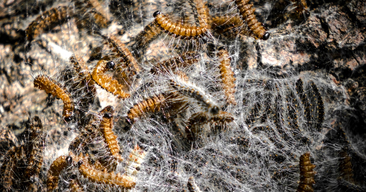 Biologische bestrijding eikenprocessierups in Peel en Maas van start