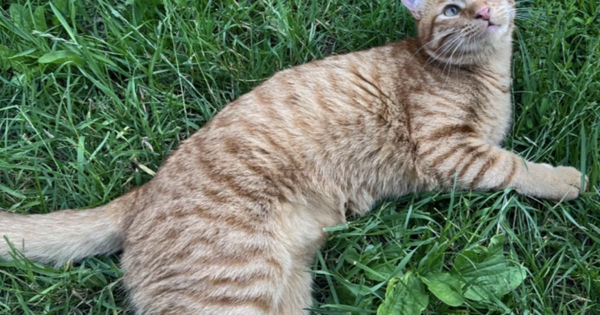 Heb jij Balim, Mochi of Johnny gezien? Deze vier huisdieren worden in Barendrecht vermist