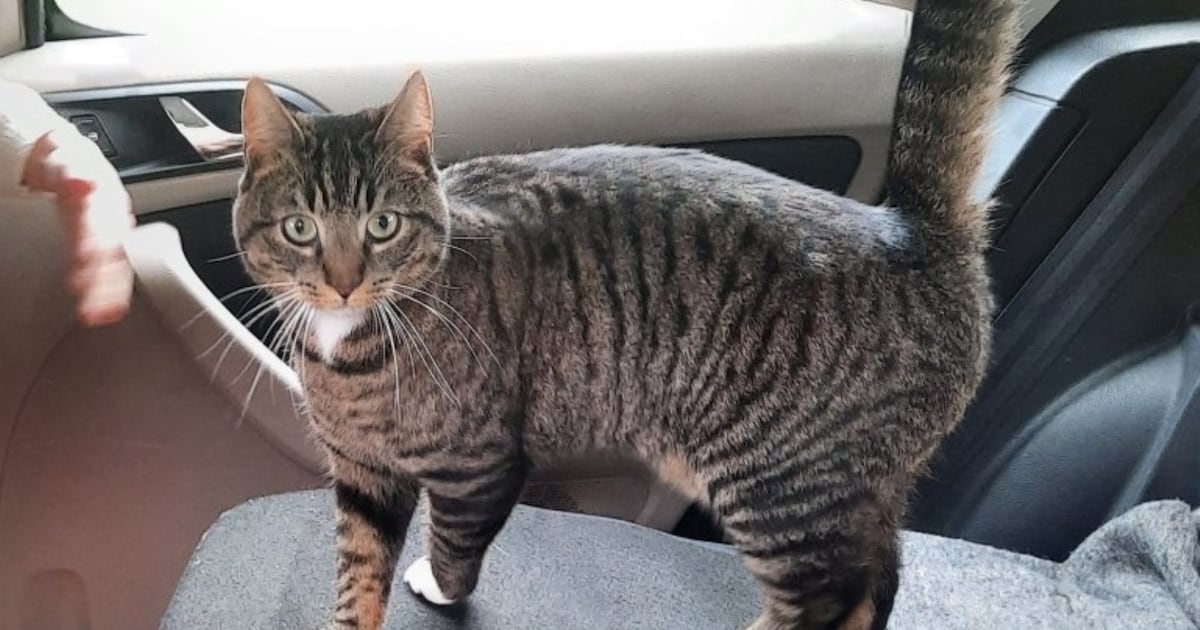 Heb jij Sverre gezien? Dit huisdier wordt in Noordenveld vermist