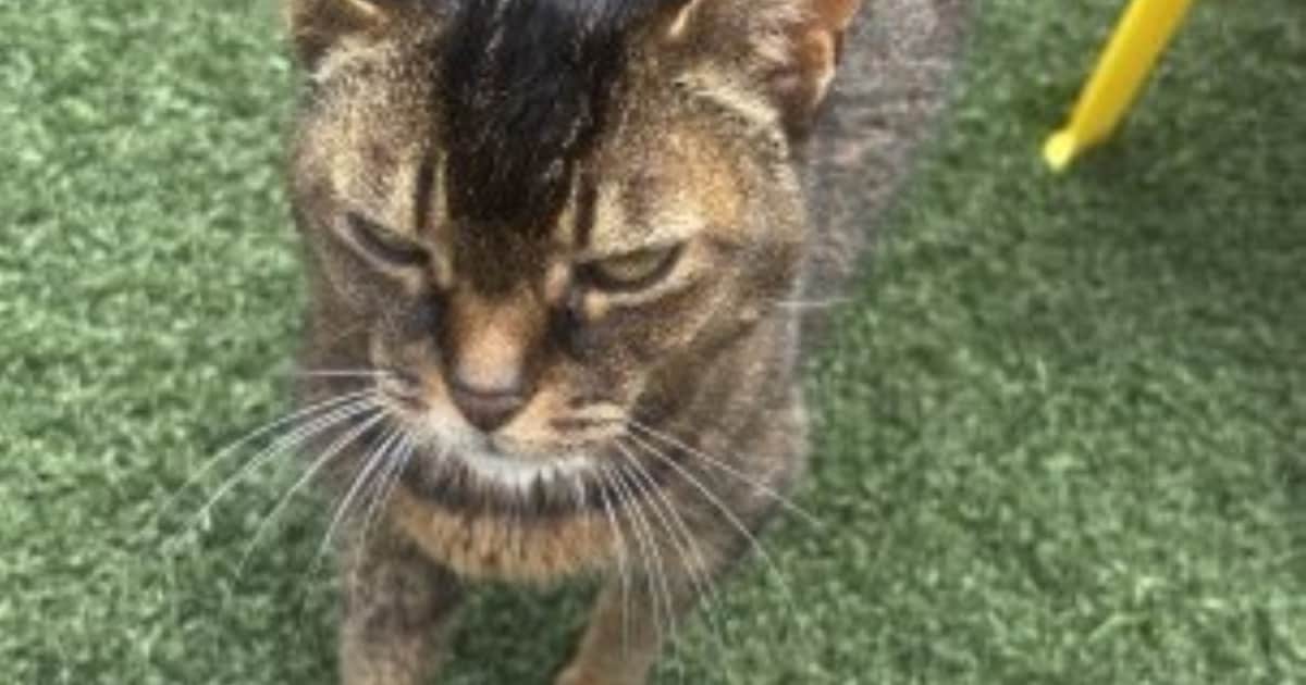 Heb jij Lizzy, Tinkerbell of Lune gezien? Deze vijf huisdieren worden in Goes vermist