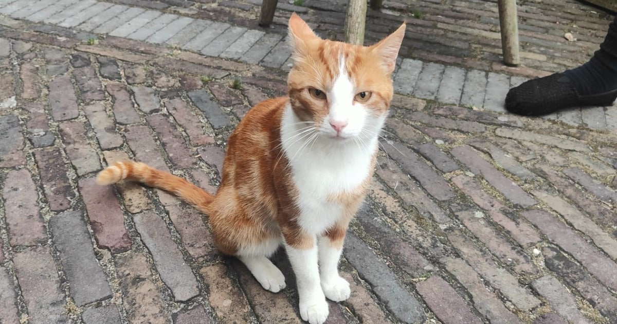 Heb jij Max gezien? Dit huisdier wordt in De Bilt vermist