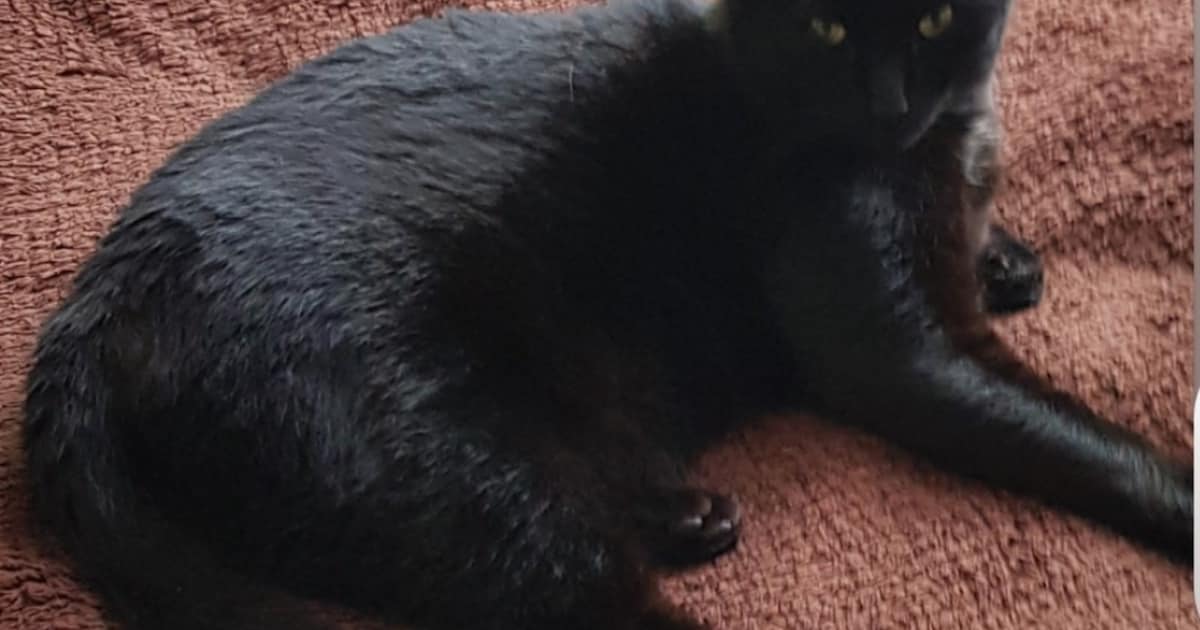Heb jij Lucky gezien? Dit huisdier wordt in Hardinxveld-Giessendam vermist
