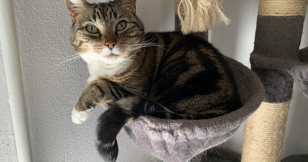 Heb jij Momo, Dripp of Saartje gezien? Deze drie huisdieren worden in Bunnik vermist
