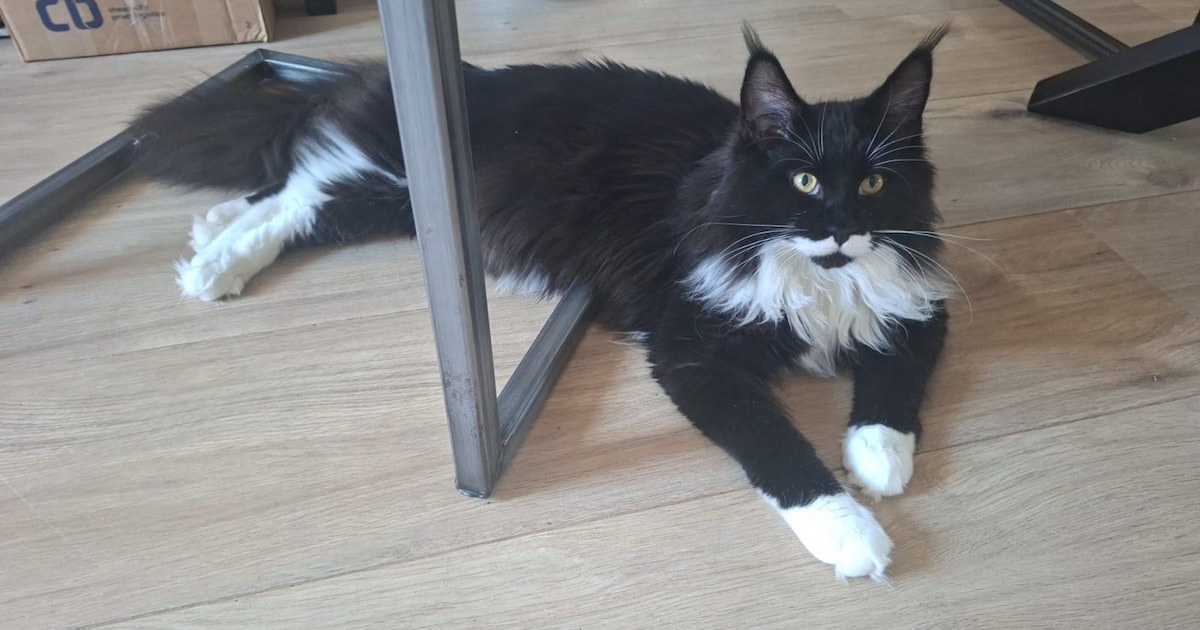 Heb jij Cookie of Kobus gezien? Deze twee huisdieren worden in Lisse vermist