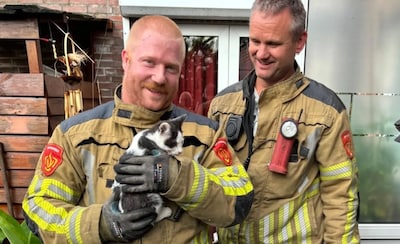 Poes zit klem tussen plafond en dak in Terheijden; brandweer komt in actie