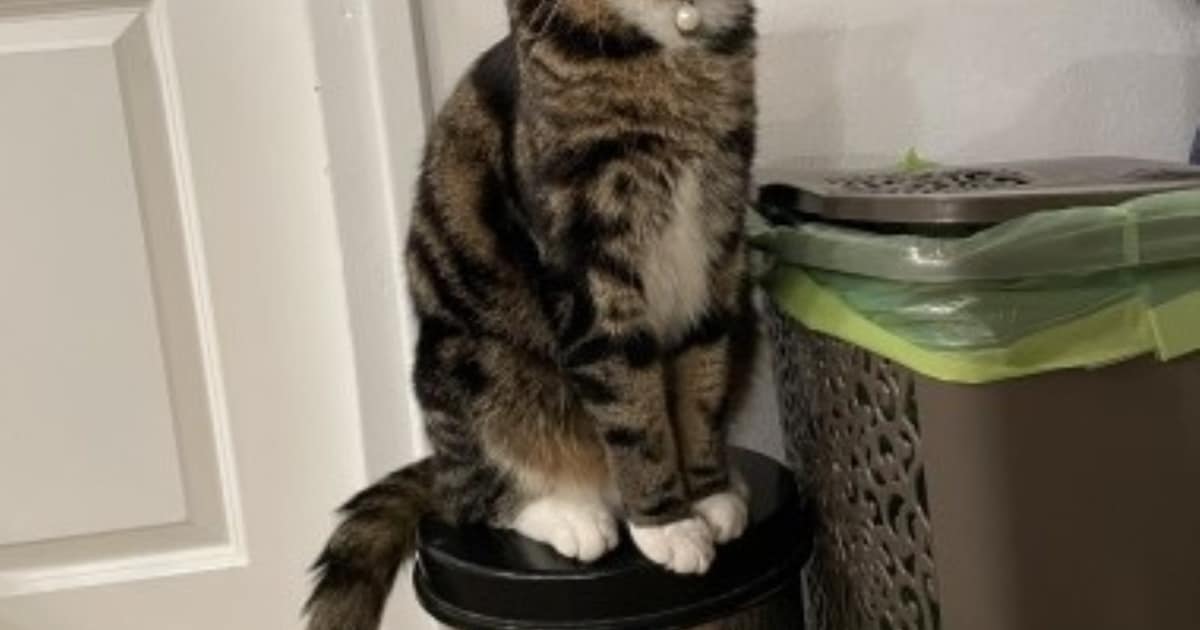 Heb jij Kroepoek gezien? Dit huisdier wordt in Nuenen, Gerwen en Nederwetten vermist