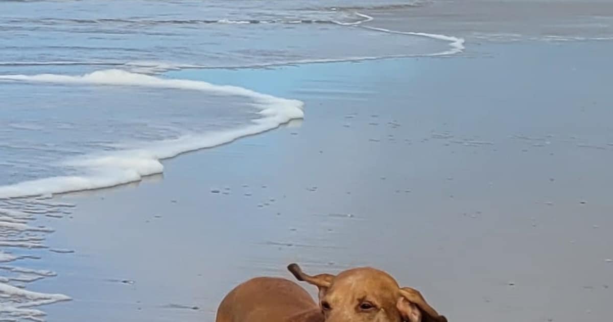 Heb jij Flips gezien? Dit huisdier wordt in Zandvoort vermist