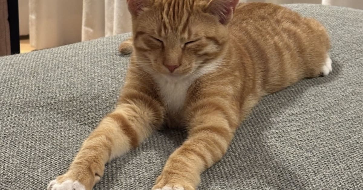 Heb jij Benji, Luna of Teddie gezien? Deze drie huisdieren worden in Heemstede vermist