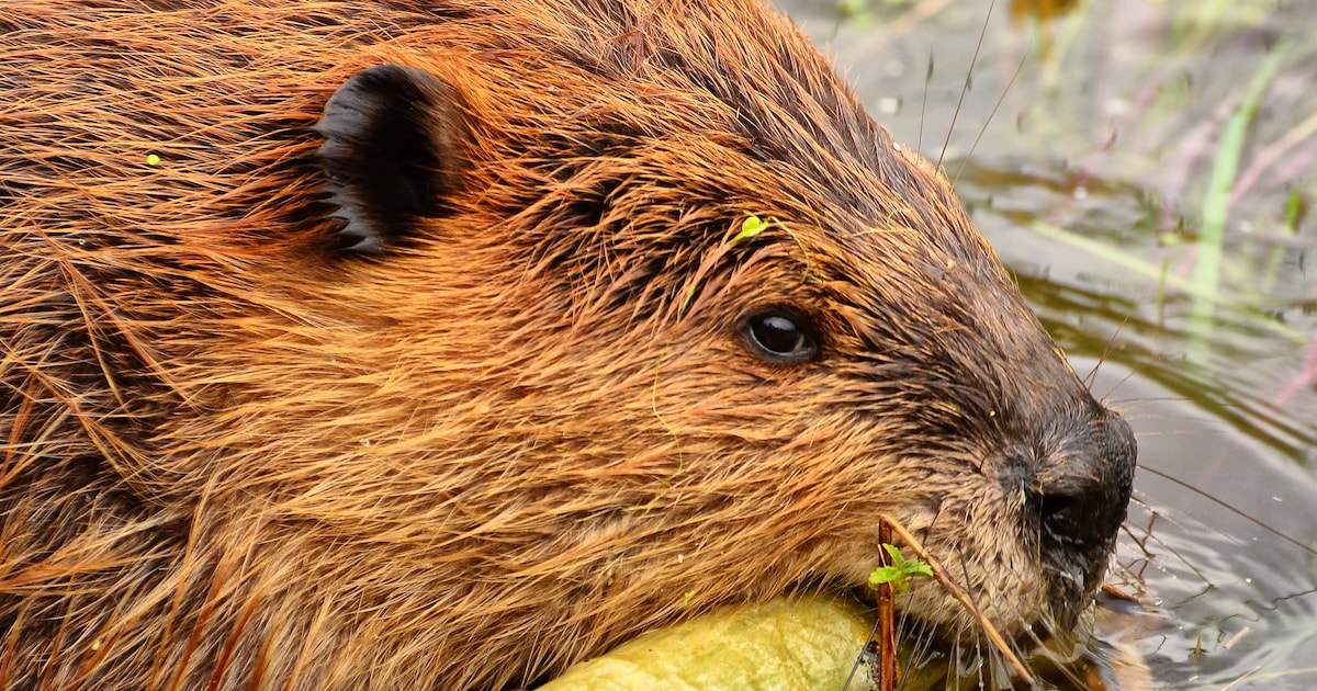 Spot bevers in de Biesbosch tijdens unieke vaartocht | Dordrecht | AD.nl