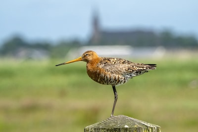 New rescue attempt for black-tailed godwit: 35 areas and 35,000 hectares to save national bird from extinction