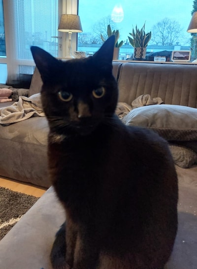 Have you seen Iep, Ziggy or Merlot? These 12 pets are missing in Haarlem