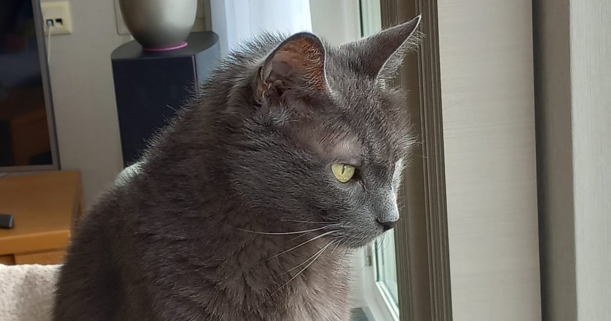 Heb jij Toffee gezien? Dit huisdier wordt in Zuidplas vermist