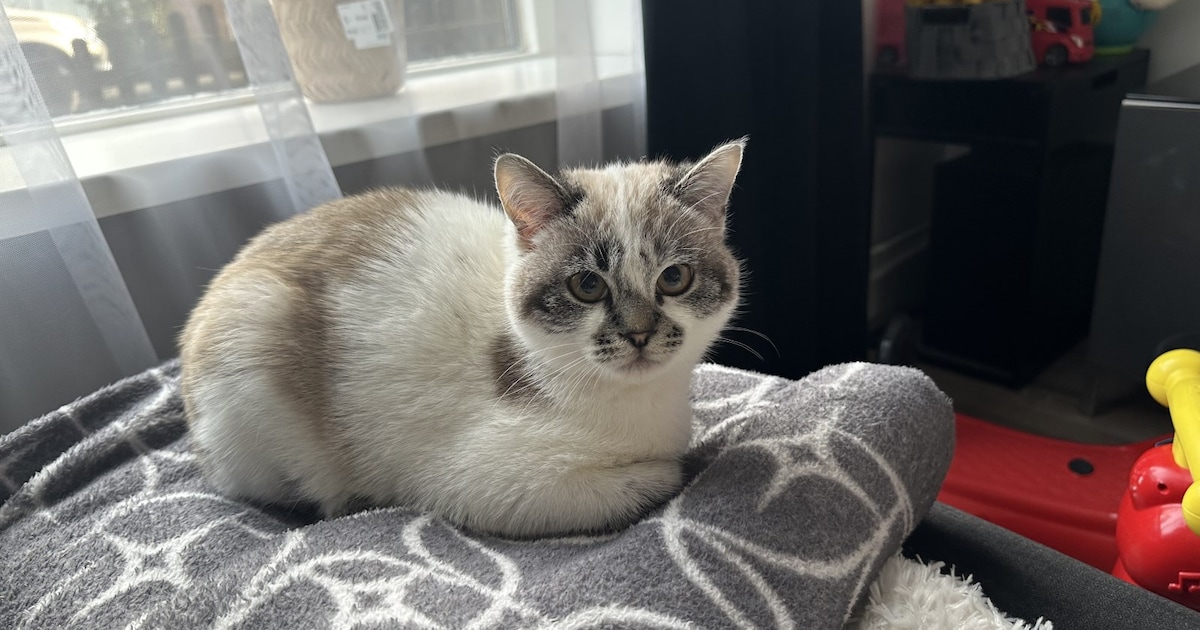 Heb jij Felfel of Luffy gezien? Deze twee huisdieren worden in Beverwijk vermist