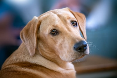 De hond kermde van de pijn door de constante dreunen van het baasje