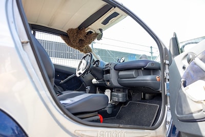 Swarm of bees settles in car in Haarlem