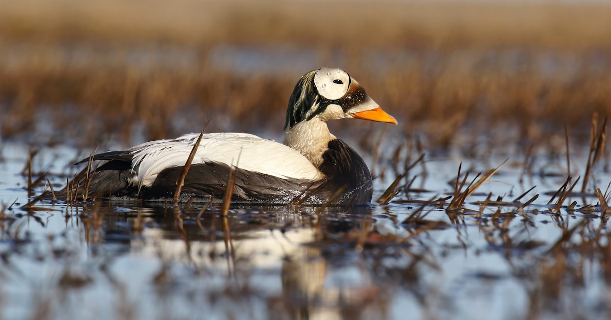 Zeldzame Brileider Texel in Ziekenhuis: 'Zorgwekkende' Toestand - gezondheid news from Algemeen Dagblad