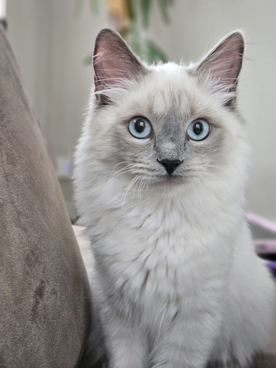 Heb jij Yuki, Pip of Klaas gezien? Deze acht huisdieren worden in Apeldoorn vermist
