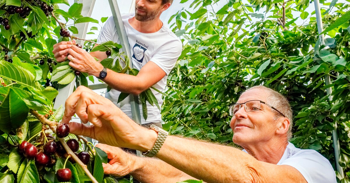 Waarom mensen van heinde en verre komen om de verrukkelijke kersen van Frans jr. en Frans sr. te kop