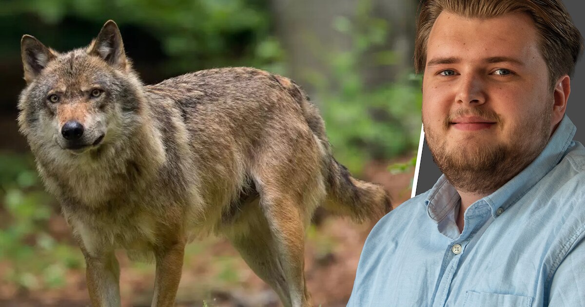 Provincie Gelderland geeft vergunning om de wolf te doden: goed idee of niet?