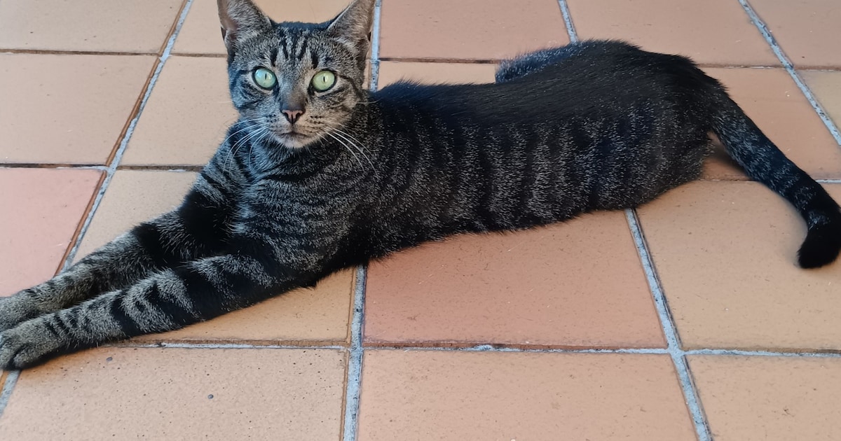 Heb jij Maathai gezien? Dit huisdier wordt in Woensdrecht vermist