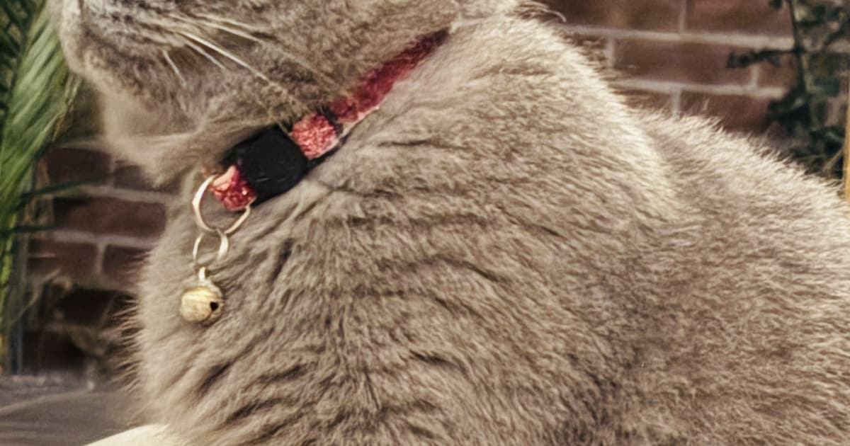 Heb jij Fay gezien? Dit huisdier wordt in Oisterwijk vermist