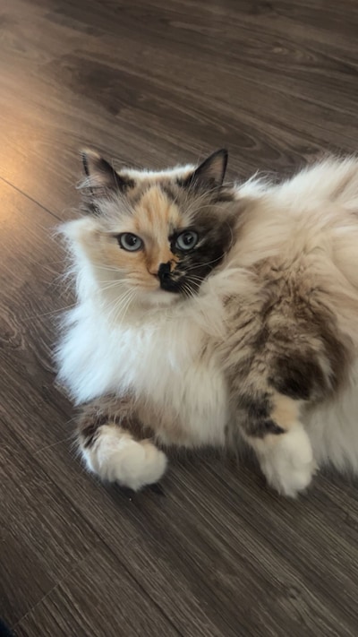 Heb jij Luna of Dick gezien? Deze twee huisdieren worden in Deventer vermist