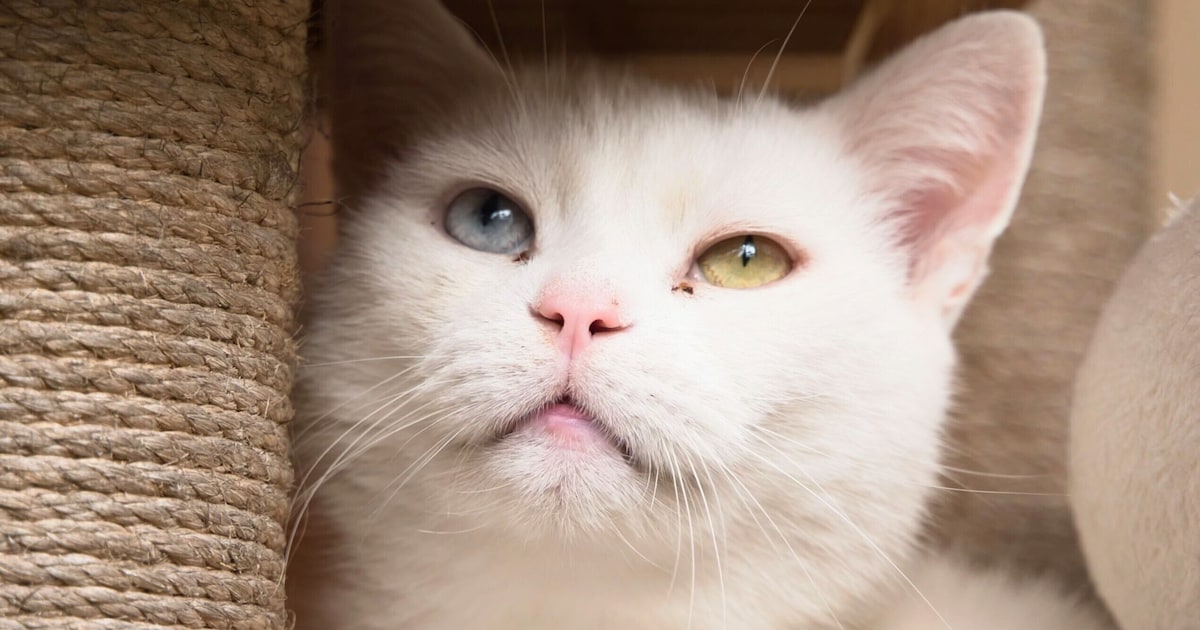 Heb je nog een plekje onder de kerstboom? Deze katten zoeken voor de kerst nog een fijn thuis