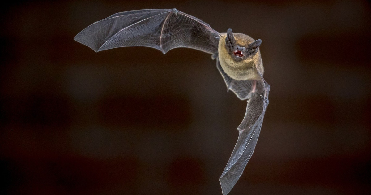 Vleermuisexcursie in Joure laat nachtdieren zien en horen met speciale batdetector