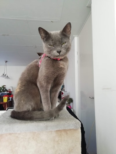 Heb jij Steeple, Pip of Biru gezien? Deze 13 huisdieren worden in Apeldoorn vermist