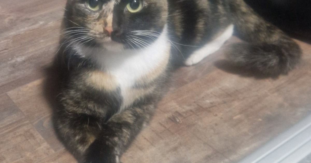 Heb jij Loki of Ruby gezien? Deze twee huisdieren worden in Zwijndrecht vermist