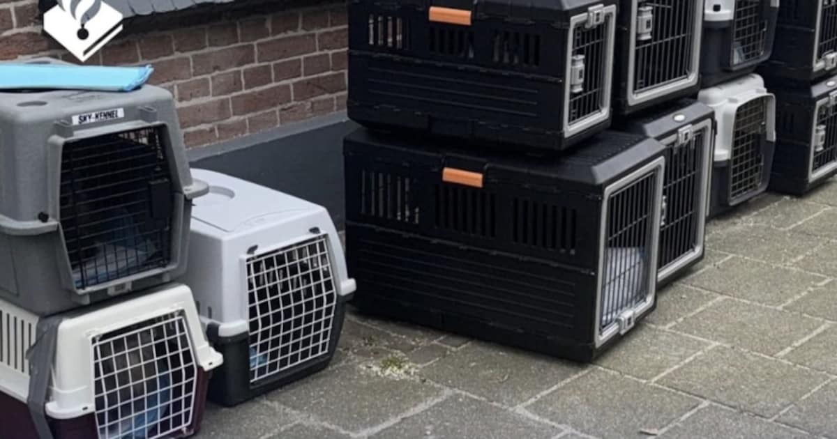 Politie haalt 25 verwaarloosde katten uit woning in Hansweert: ‘Zorgwekkende situatie’