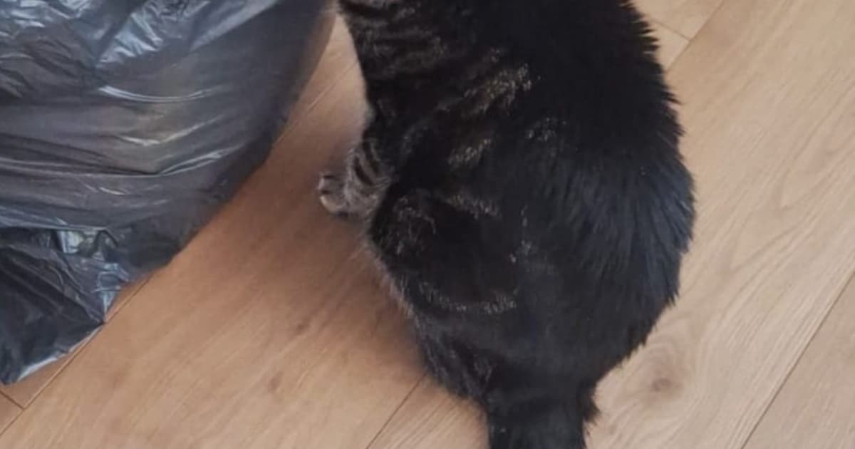 Heb jij Pooh of Frits gezien? Deze twee huisdieren worden in Leiderdorp vermist