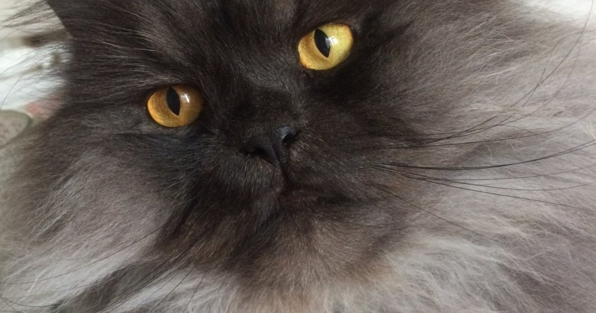 Heb jij Frescu of Crijffi gezien? Deze twee huisdieren worden in Zandvoort vermist