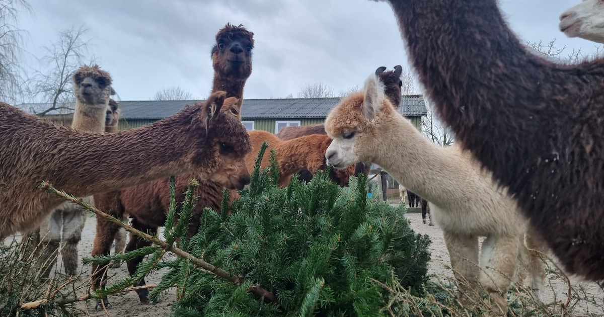 Kerstbomen inzamelen in Burgh-Haamstede
