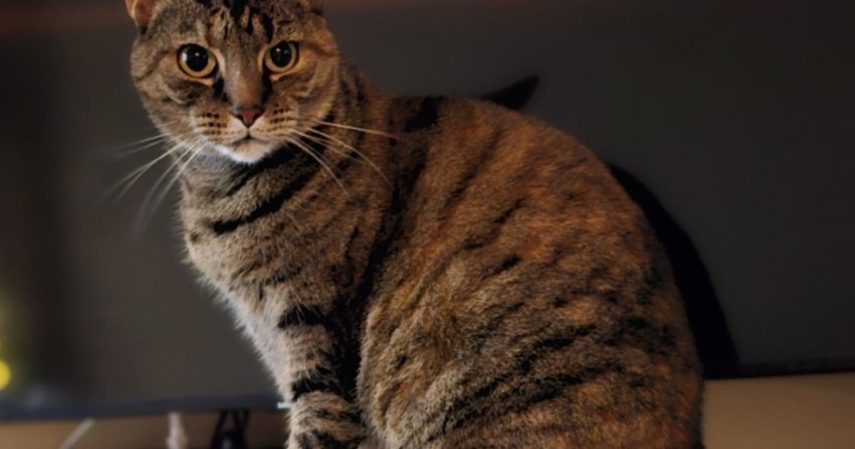 Heb jij Appie of Mina gezien? Deze twee huisdieren worden in Leiden vermist