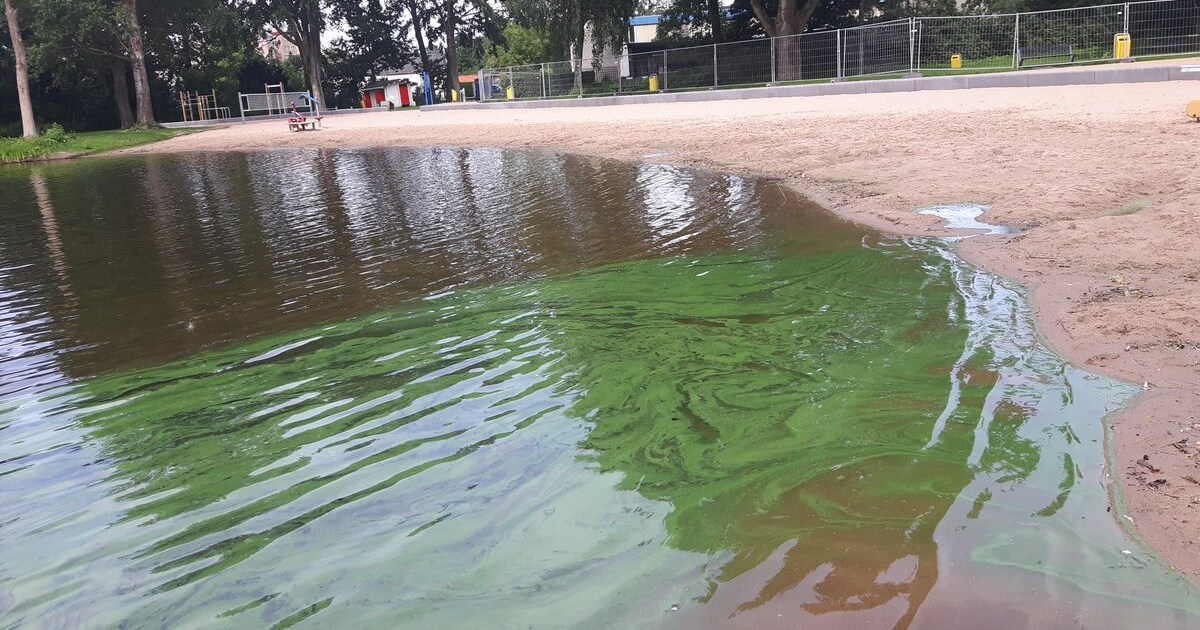 Waarschuwing voor blauwalg in Lammetjeswiel en Sandelingen