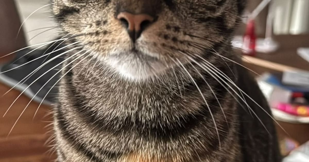 Heb jij Mio of Nick gezien? Deze twee huisdieren worden in Heemskerk vermist