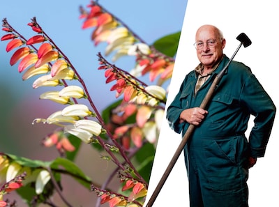 Zelfs op een balkon kun je planten kweken langs de waslijn: ‘Kies eenjarige klimplanten’