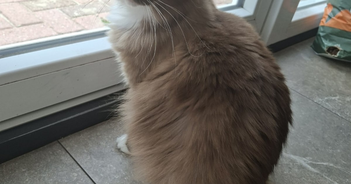Heb jij Foxy gezien? Dit huisdier wordt in Pekela vermist